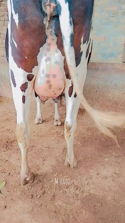 2. tazi soi cow  ha details Whatsapp
