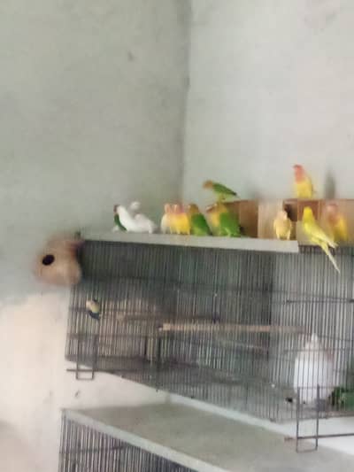 Love birds