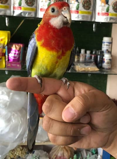 Hand Tame Rosella