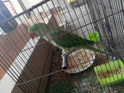 Female kashmiri raw parrot