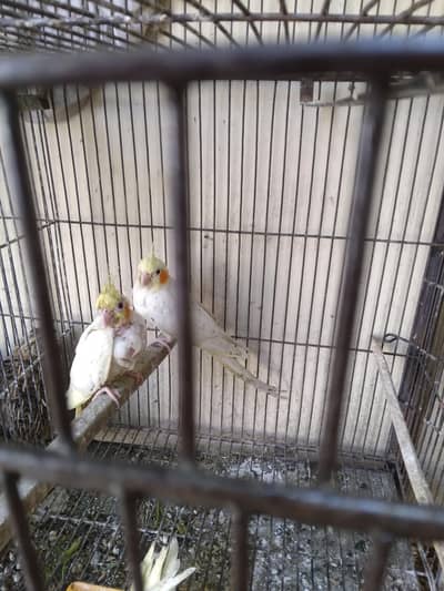 Red eyes Cockatiel and lovebird