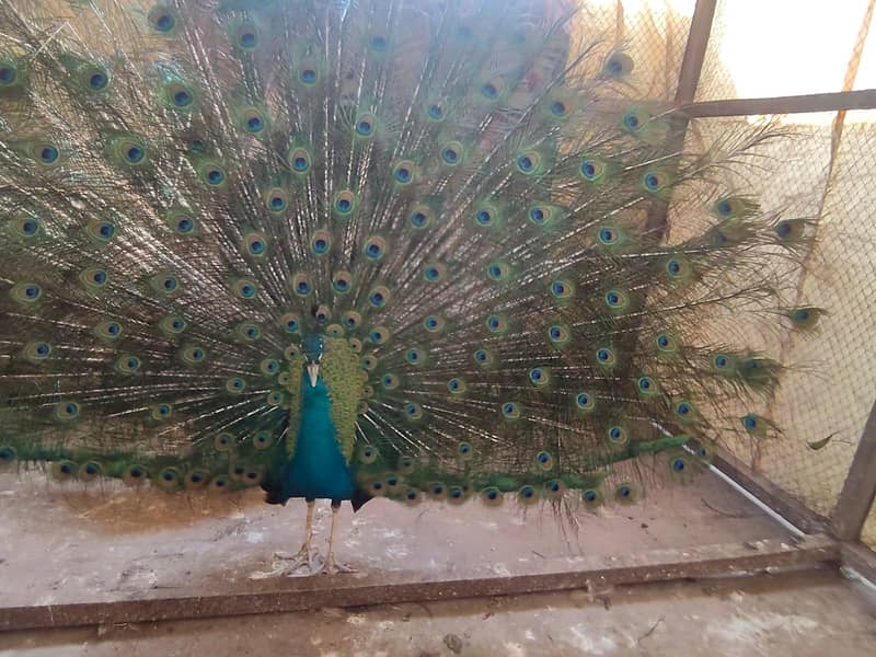 peacock 0