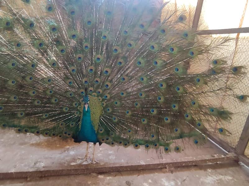 peacock 1