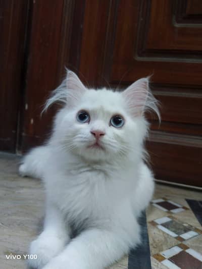 persian male cat ( double coated)