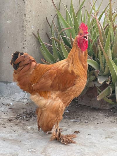 golden buff