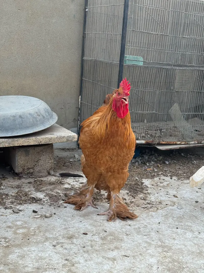 golden buff — photo 2