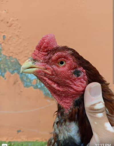 aseel male for sale