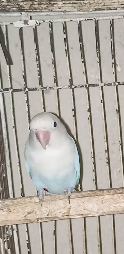 creamino albino opaline pale fellow Whatsapp 03364807961