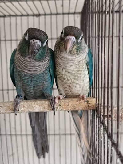 Conure Pairs With DNA
