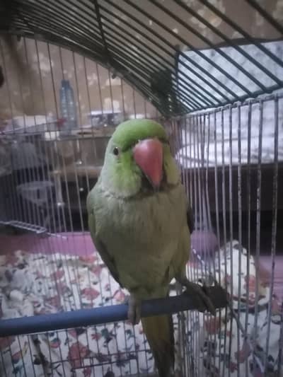 Talking parrots