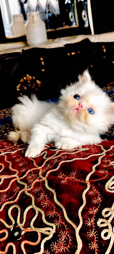 persian kittens|triple Coat|Punch Face kittens_cute|fluffy cat/piki