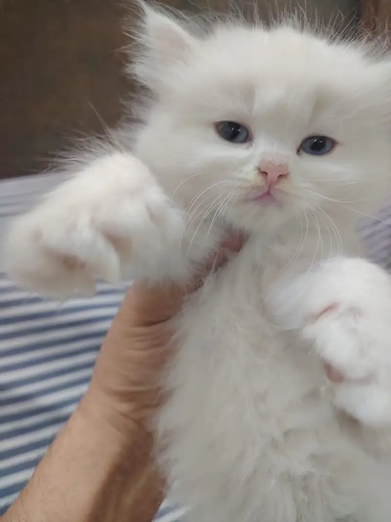 persian kittens|triple Coat|Punch Face kittens_cute|fluffy cat/piki — photo 3