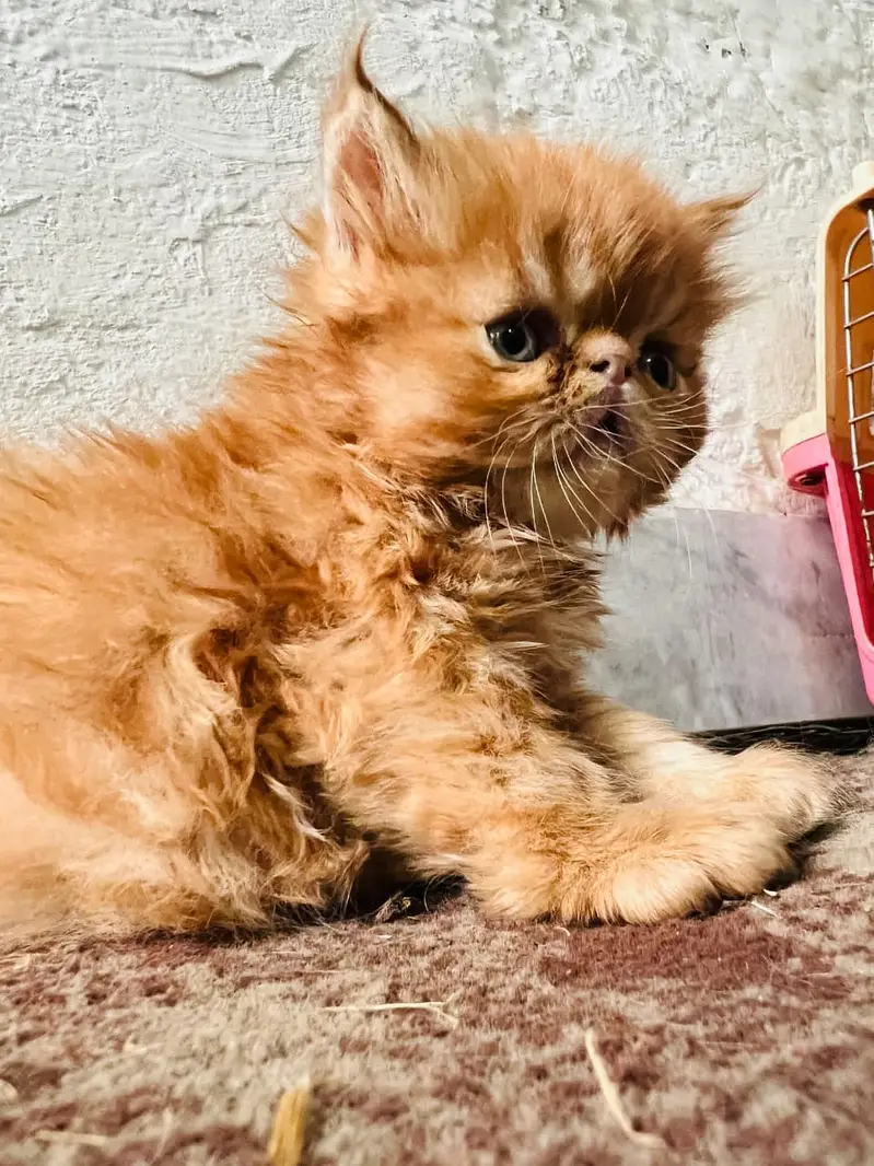 persian kittens|triple Coat|Punch Face kittens_cute|fluffy cat/piki — photo 4