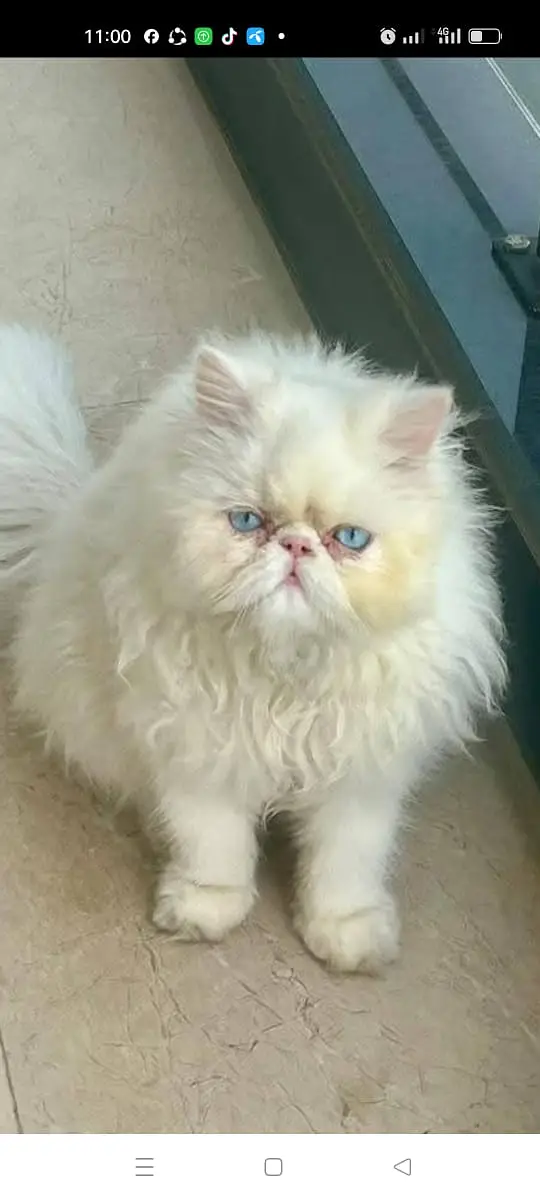 persian kittens|triple Coat|Punch Face kittens_cute|fluffy cat/piki — photo 5