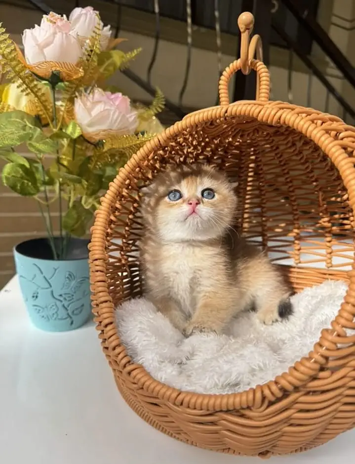 persian kittens|triple Coat|Punch Face kittens_cute|fluffy cat/piki — photo 6