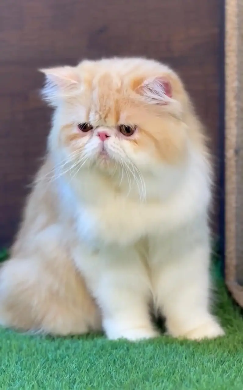 persian kittens|triple Coat|Punch Face kittens_cute|fluffy cat/piki — photo 7