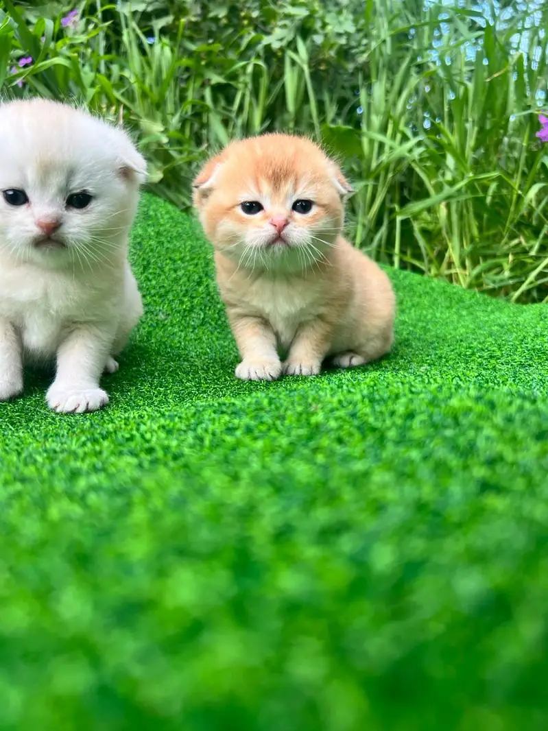 persian kittens|triple Coat|Punch Face kittens_cute|fluffy cat/piki — photo 8