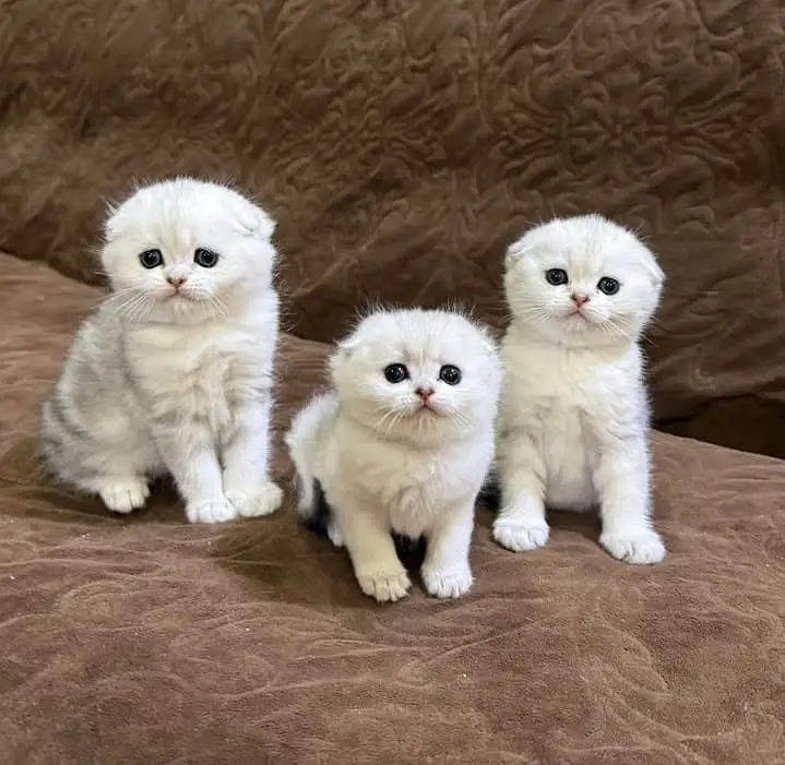 persian kittens|triple Coat|Punch Face kittens_cute|fluffy cat/piki — photo 9