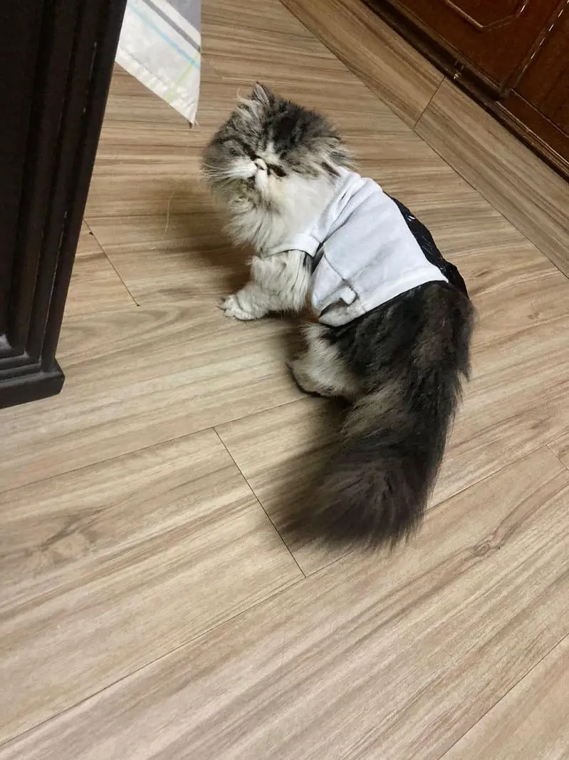 persian kittens|triple Coat|Punch Face kittens_cute|fluffy cat/piki — photo 11