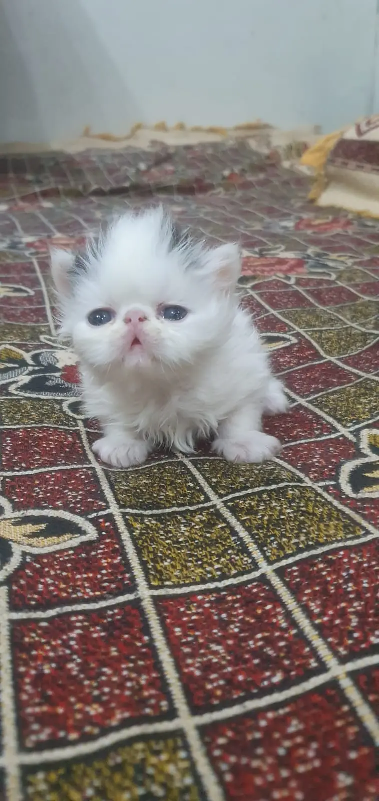 persian kittens|triple Coat|Punch Face kittens_cute|fluffy cat/piki — photo 12