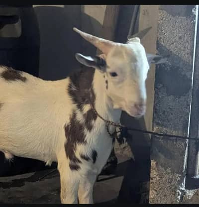 bakra for sale