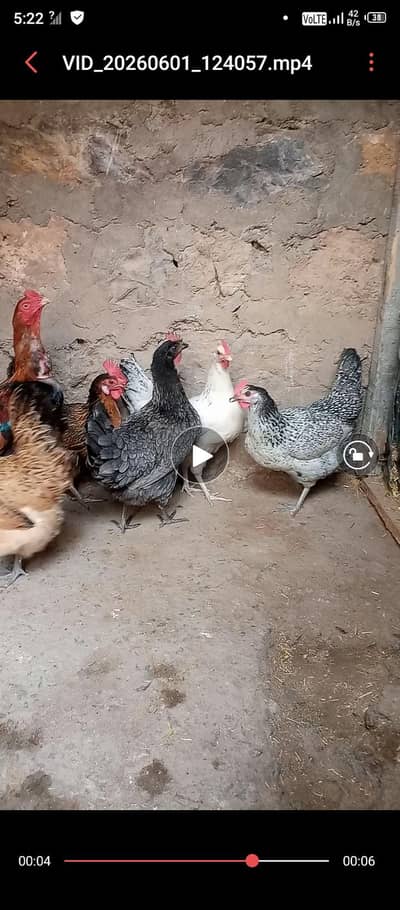 Desi murgian