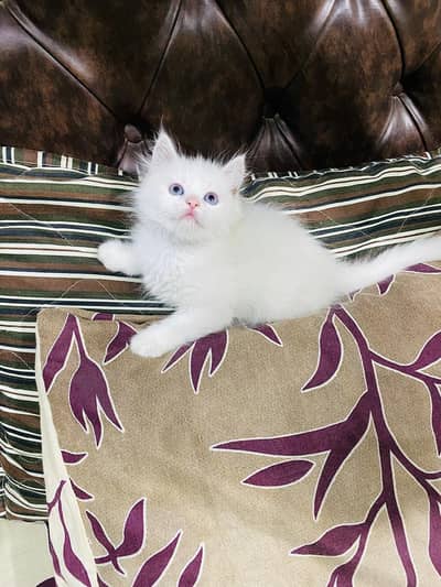 Persian Kittens (3) Punch Face Healthy ND active