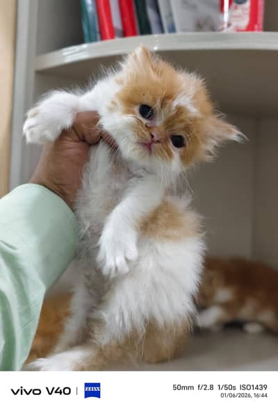 Persian Kittens | triple Coat | near to Pike | Heavy Furr Quality |