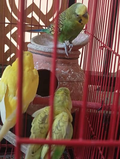 Australian Pierrot for Sale