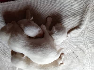 Zero Size Russian Puppies