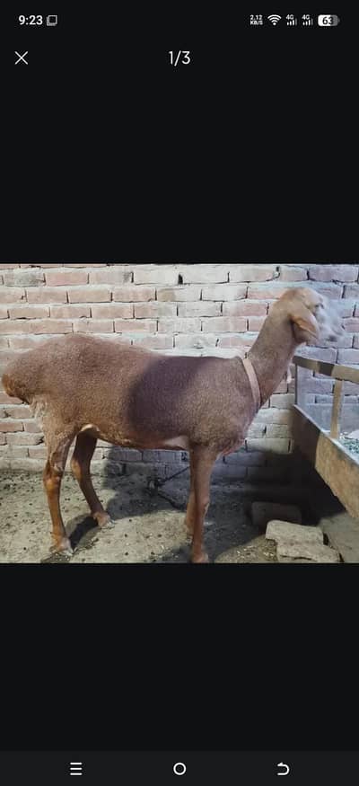 turkey sheep ha urgent for sale03018787132