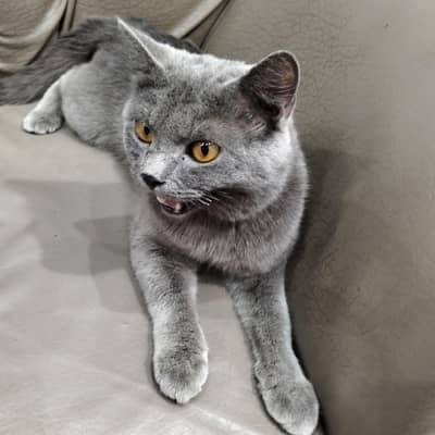 family friendly cat