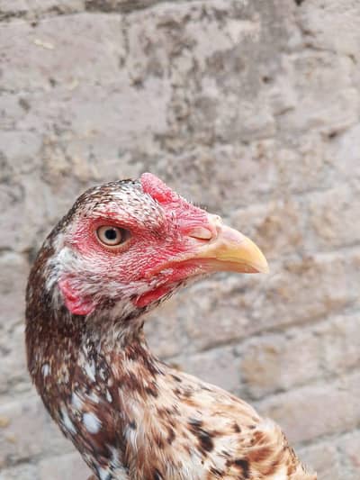 Ready to eggs contact 03476277350
