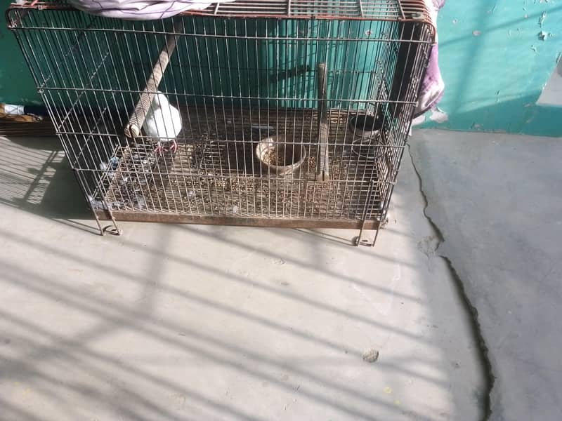 cages 4