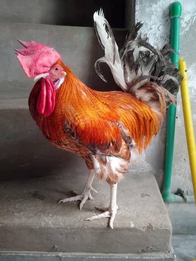 Heavy Desi Cross Murga 2.9 KG Weight Active Breeder