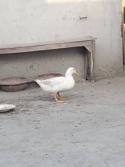 DUCKS