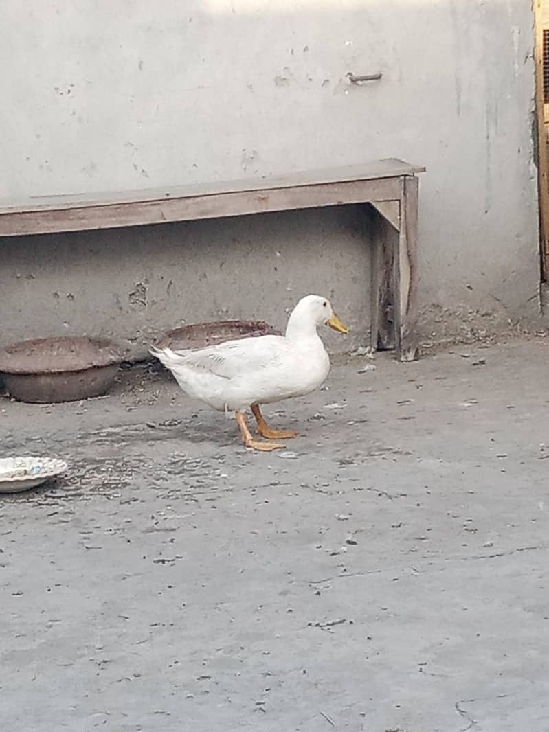 DUCKS 0