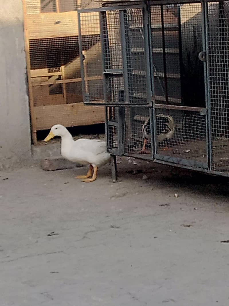 DUCKS 1