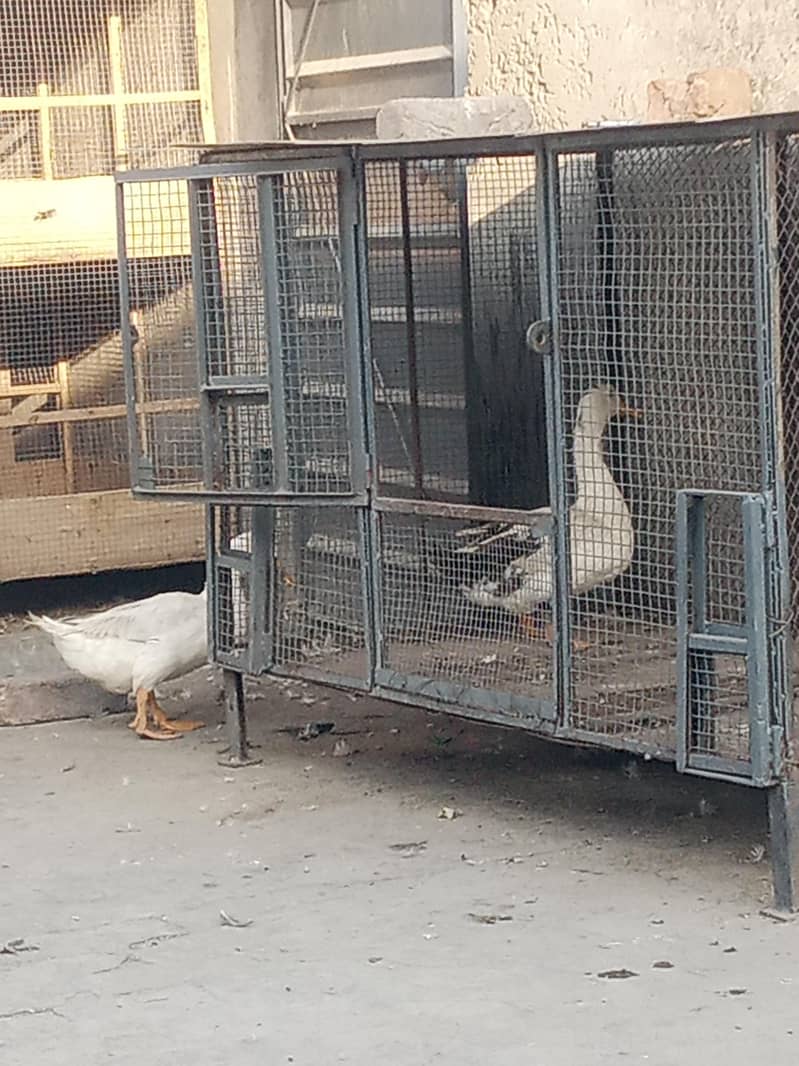 DUCKS 2