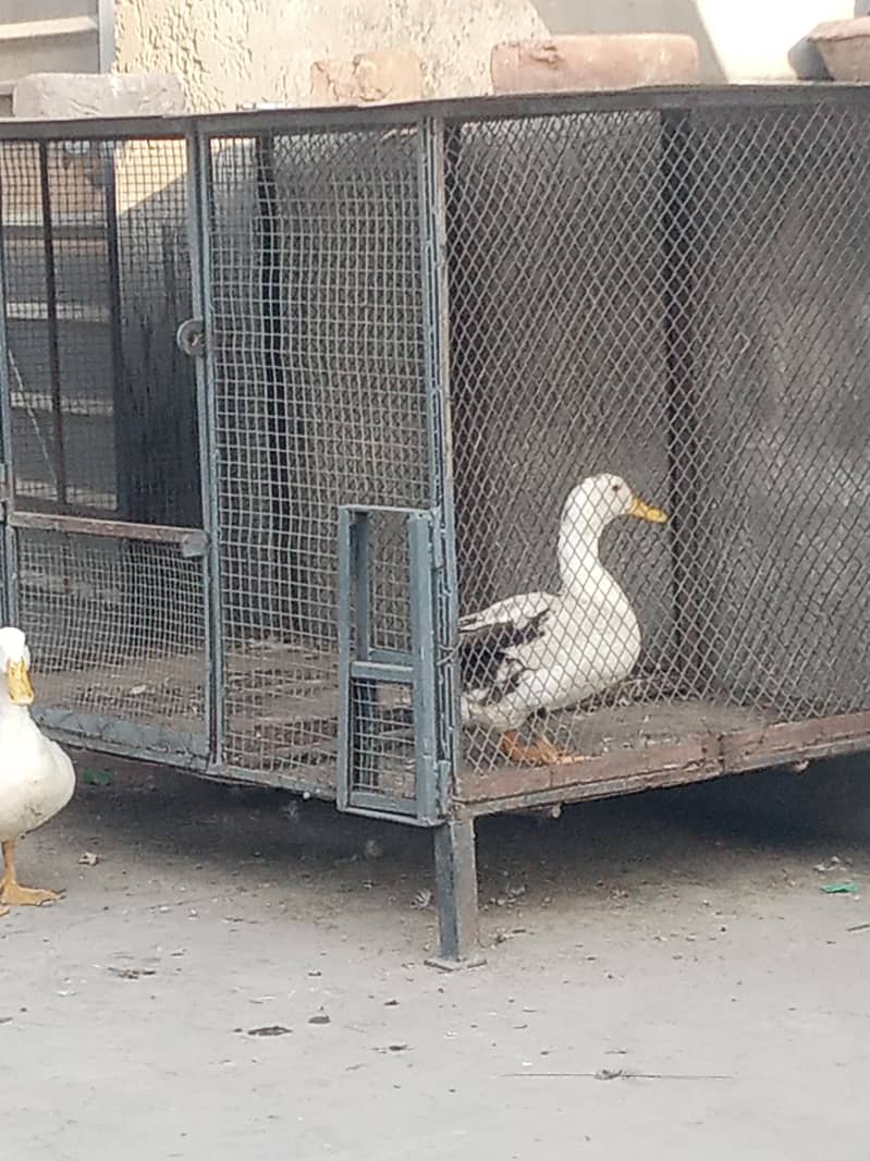 DUCKS 3