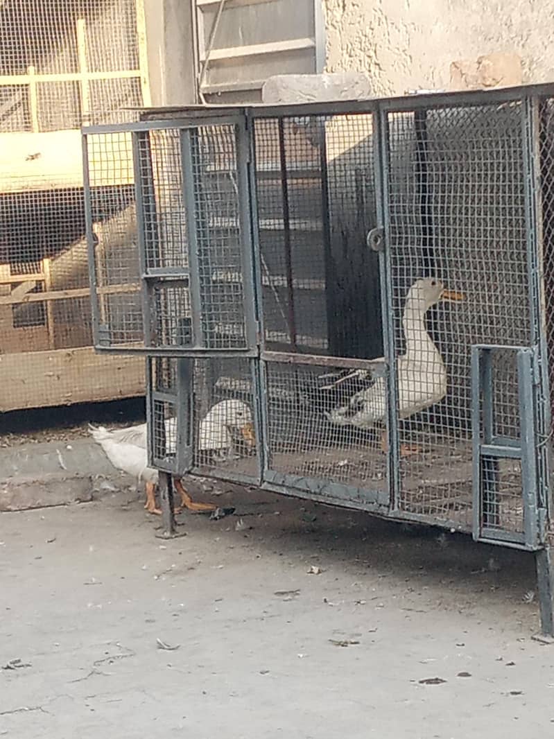 DUCKS 4