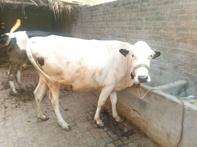 pure walati cow for sale