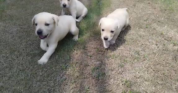 Top Pedigreed Labrador Male pup