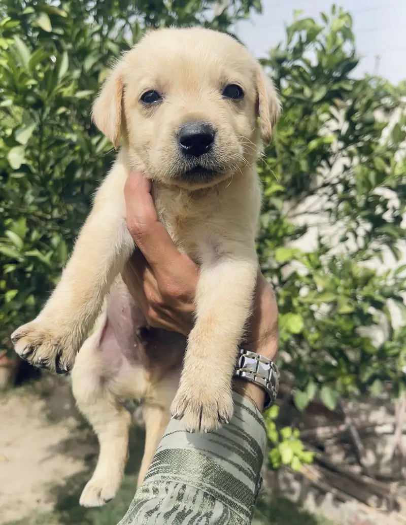 Top Pedigreed Labrador Male pup — photo 2