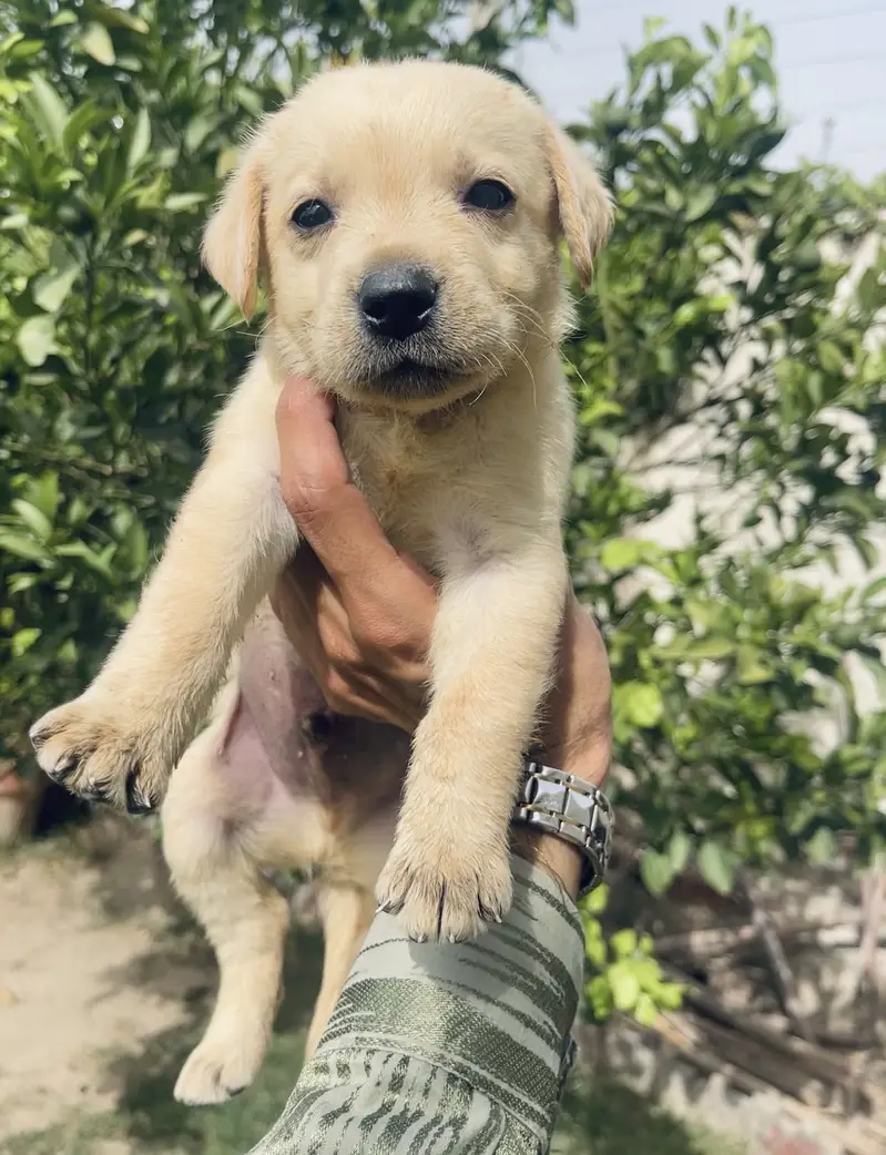 Top Pedigreed Labrador Male pup — photo 3