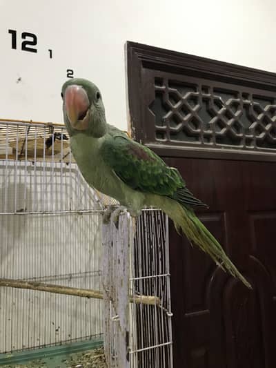 Pahari raw parrot