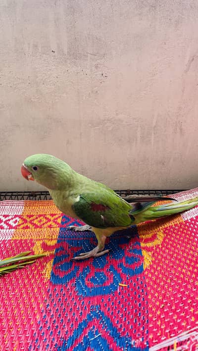 Raw Alexandrian parrot