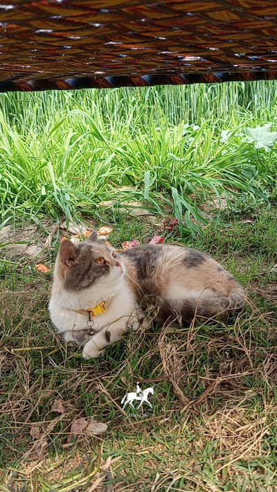 Persian female cat for sale