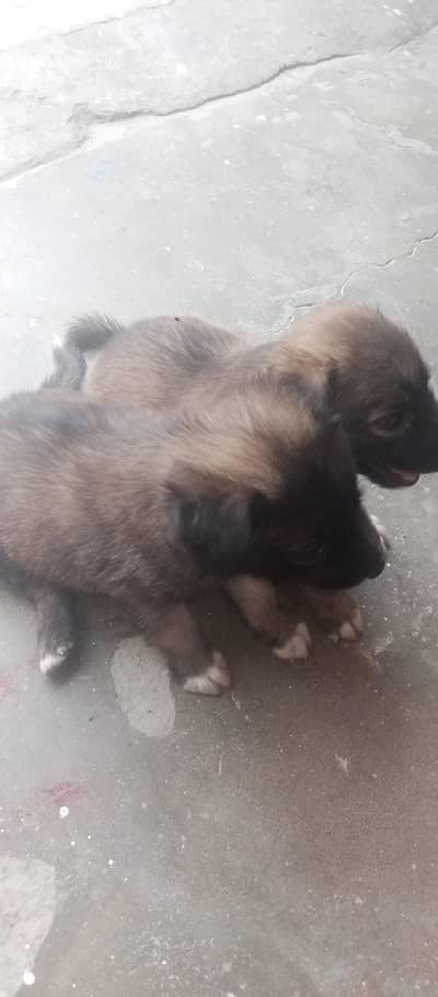 German shepherd Puppies Pair, Double Coat