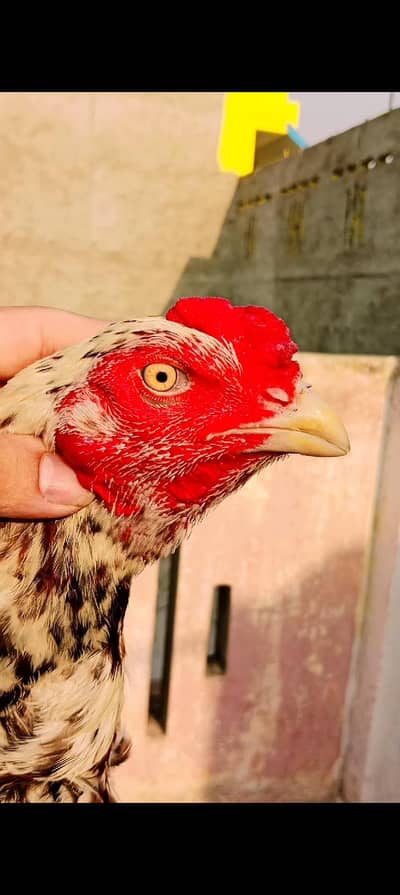 Pakistan aseel patha for sale  in gujrat fawara chonk